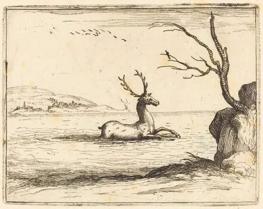 Stag in the Water