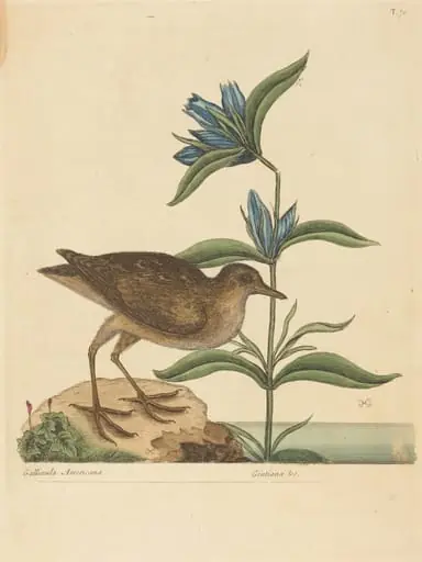 The Soree (Rallus Virginianus)