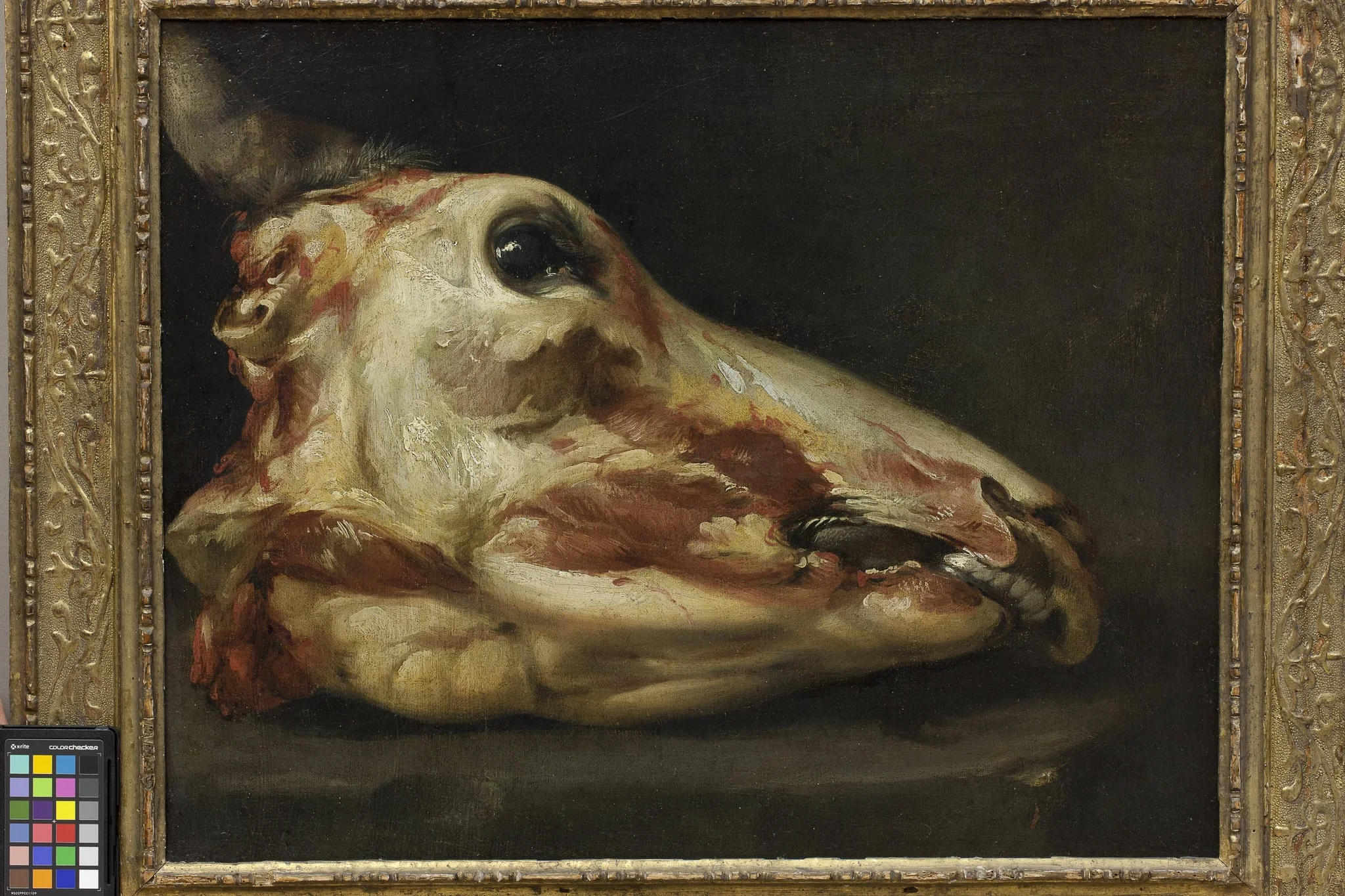 Skinned Head of an Ox, by Unknown, 1650