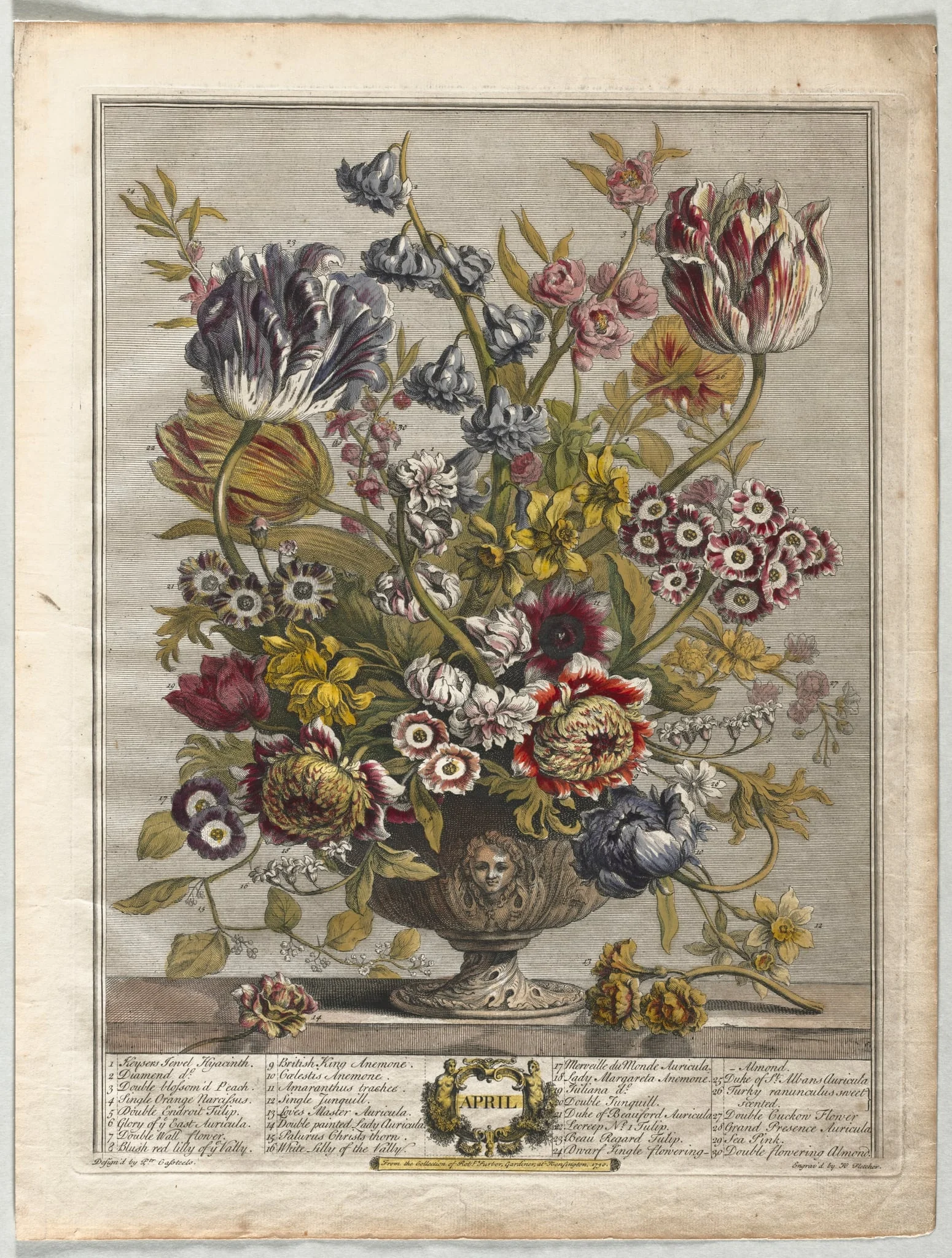 Twelve Months of Flowers:  April, by Henry Fletcher, 1730
