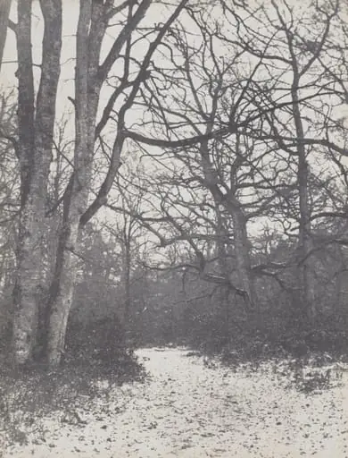 Road in the Forest