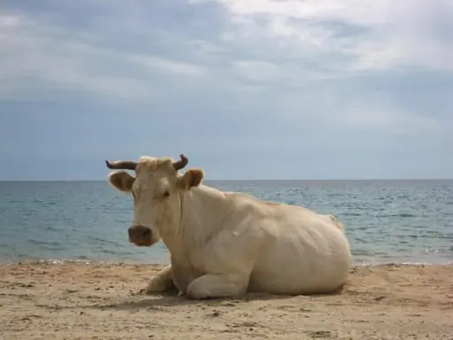 Άτιτλο
