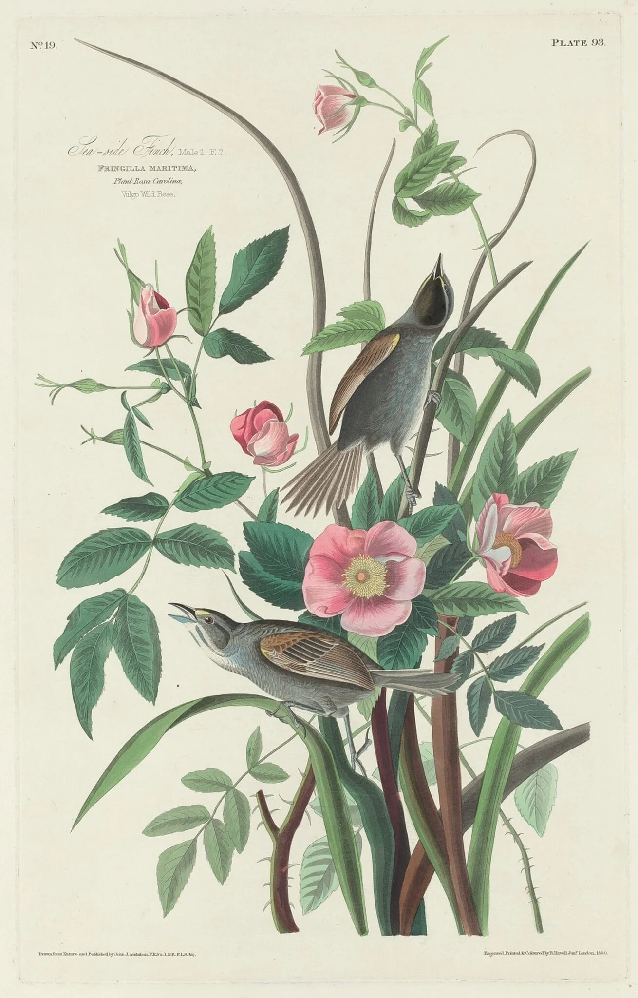 Sea-side Finch