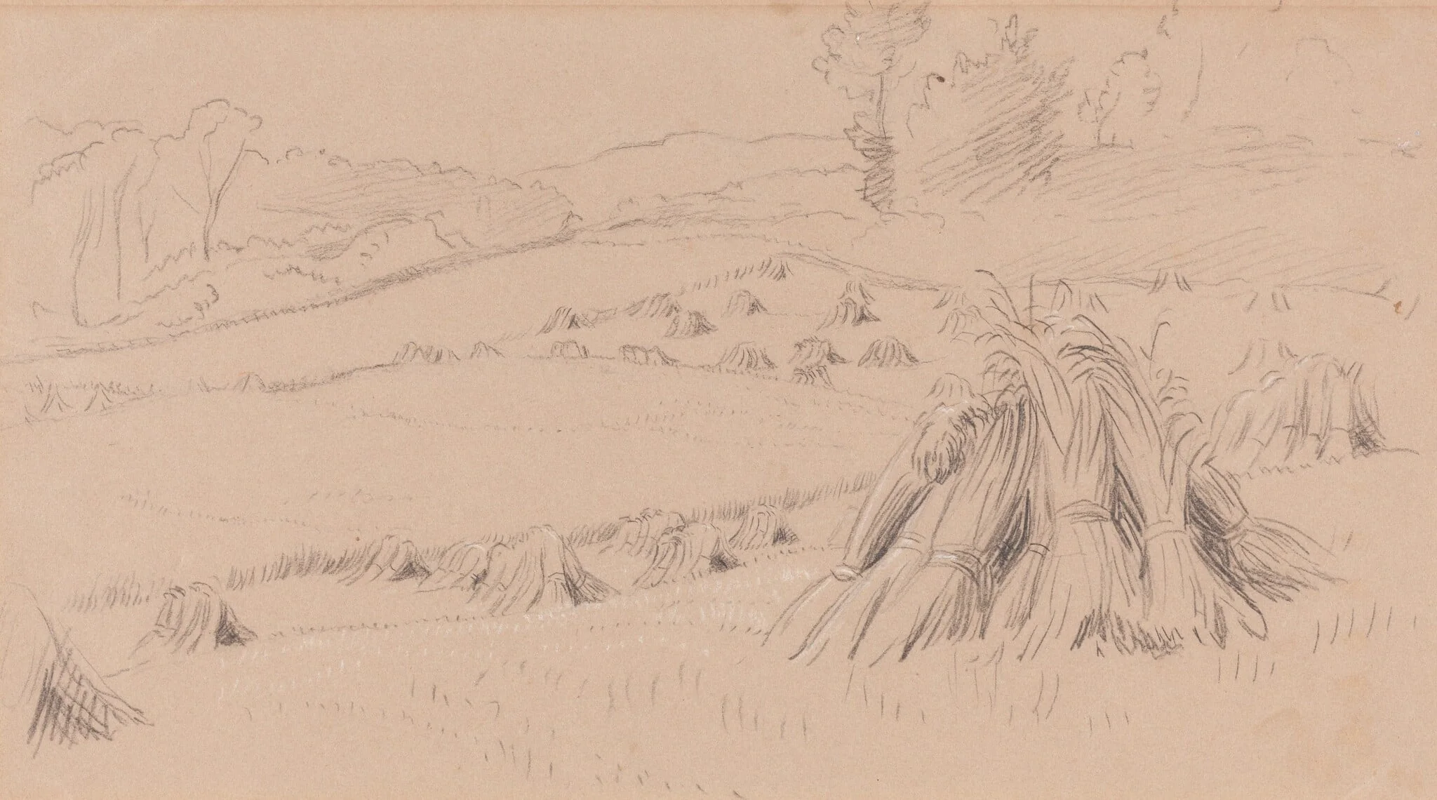The Harvest Field