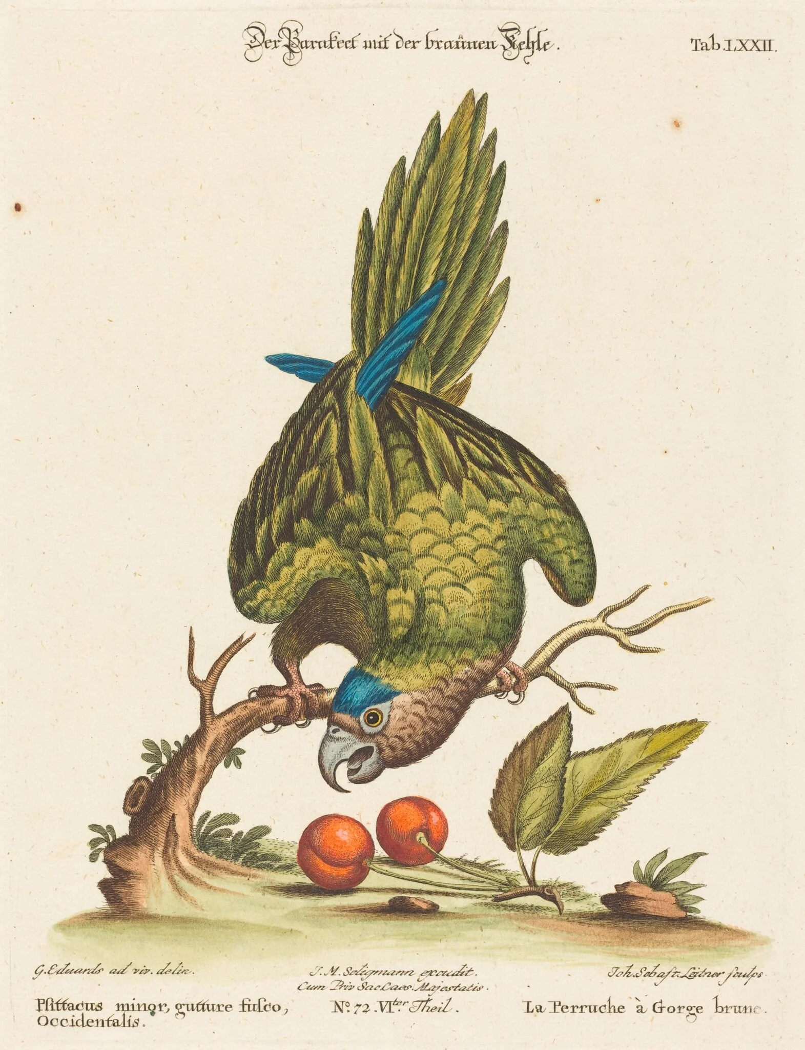 Psittacus minor gutture fusco, occidentalis, by Johann Sebastian Leitner, ink, 1755
