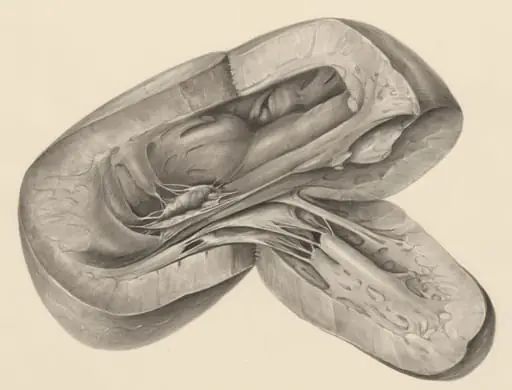 Heart