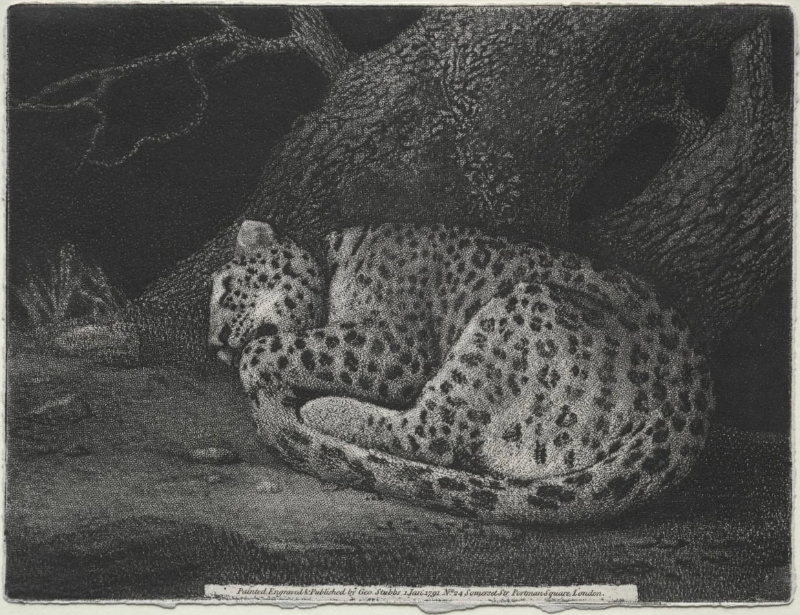A Sleeping Leopard