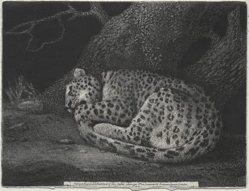 A Sleeping Leopard