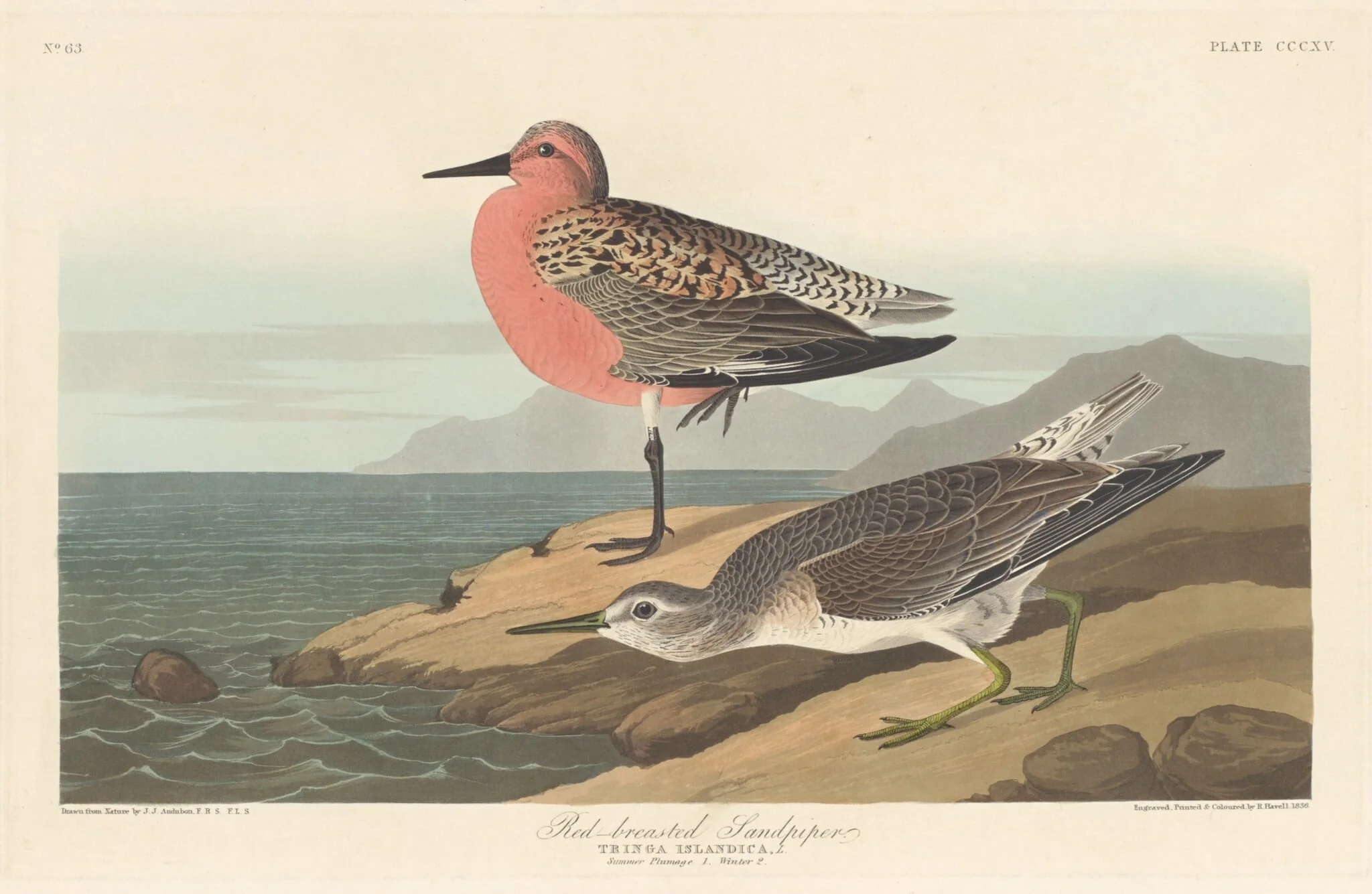 Red-breasted Sandpiper, by Robert Havell Jr., ink, 1836