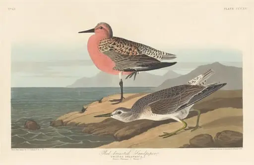 Red-breasted Sandpiper