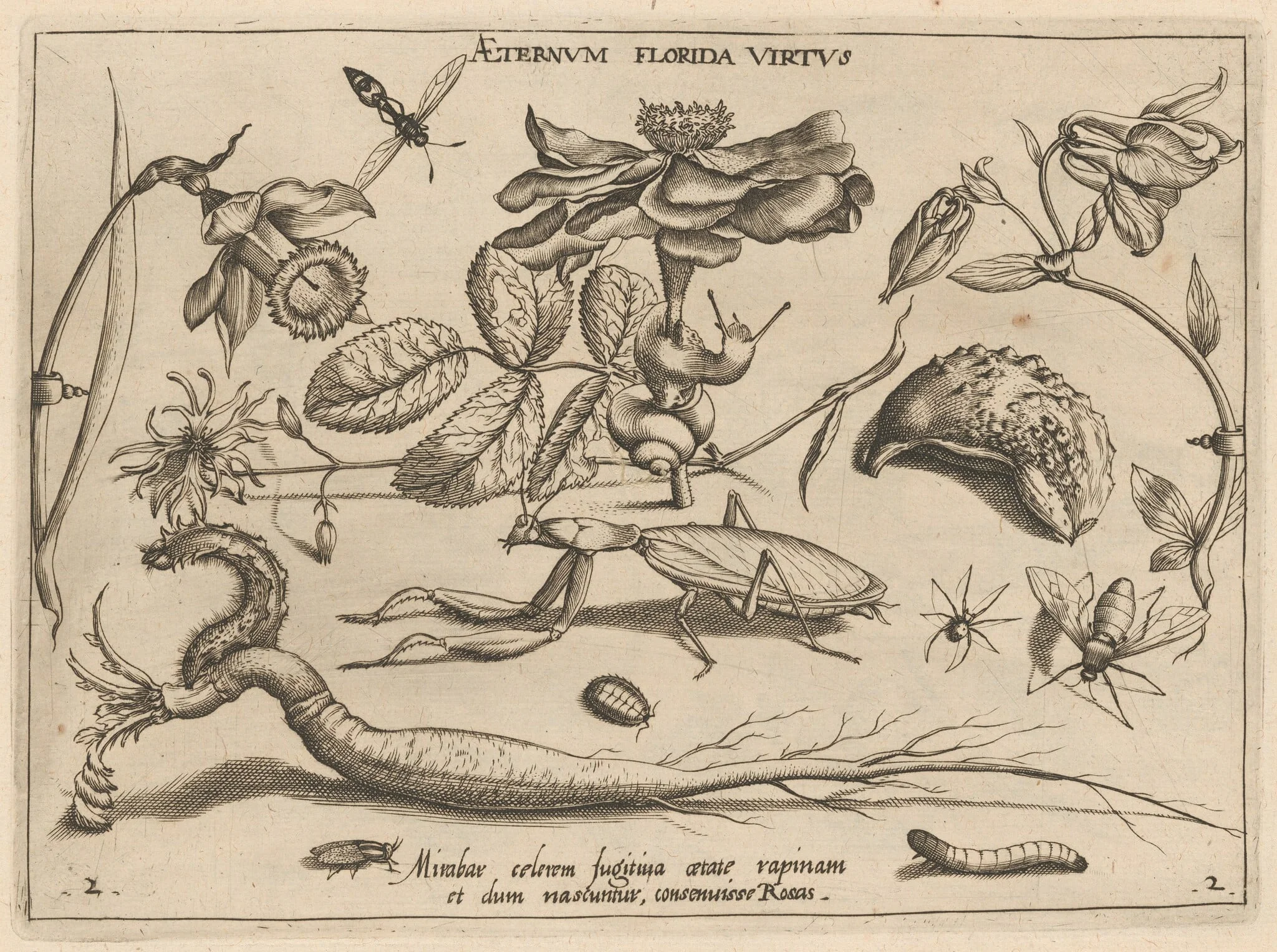 Archetypa studiaque patris Georgii Hoefnagelii [Part 2, Plate 2], by Jacob Hoefnagel, ink, 1592