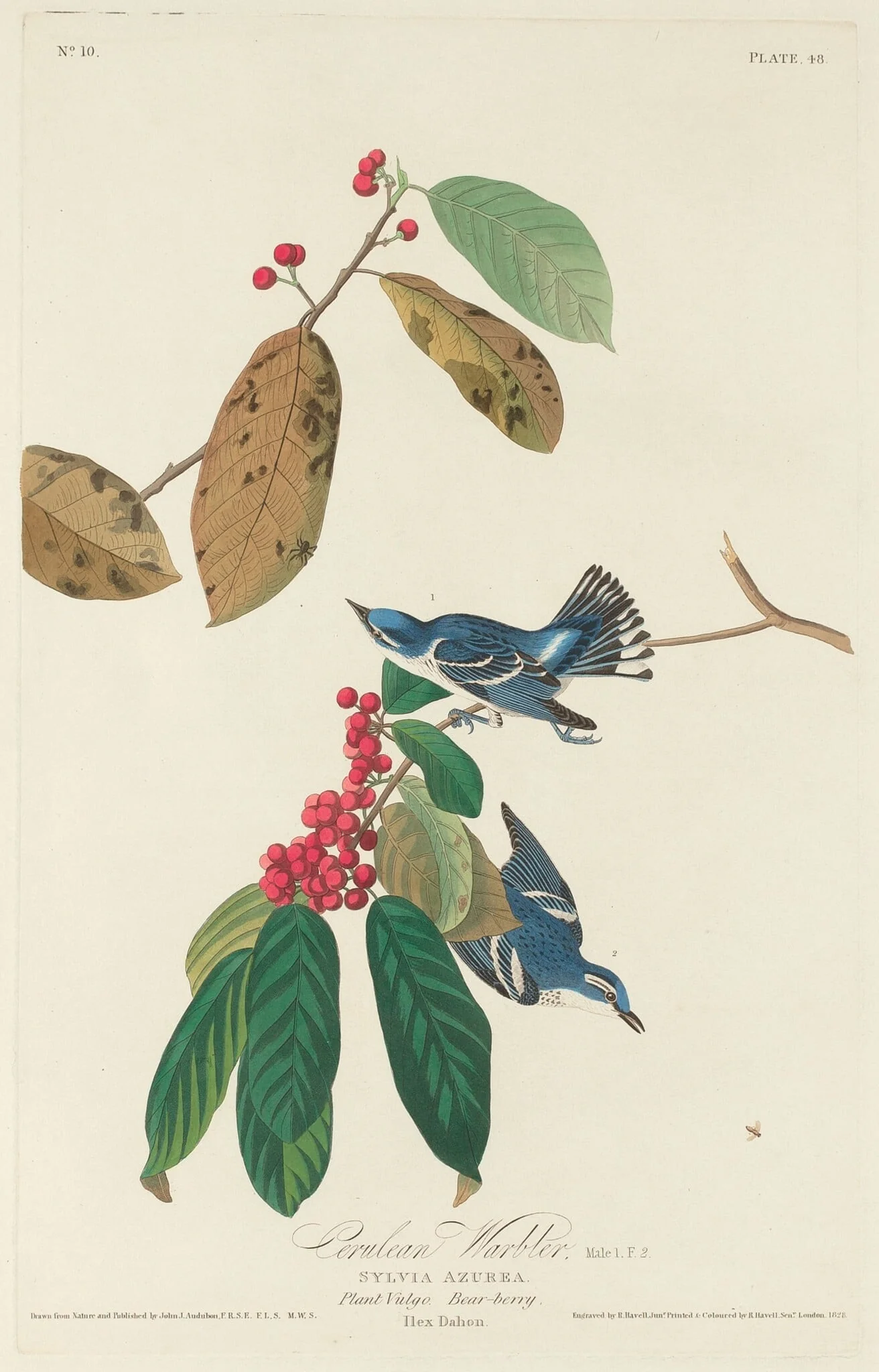 Cerulean Warbler, by Robert Havell Jr., ink, 1828