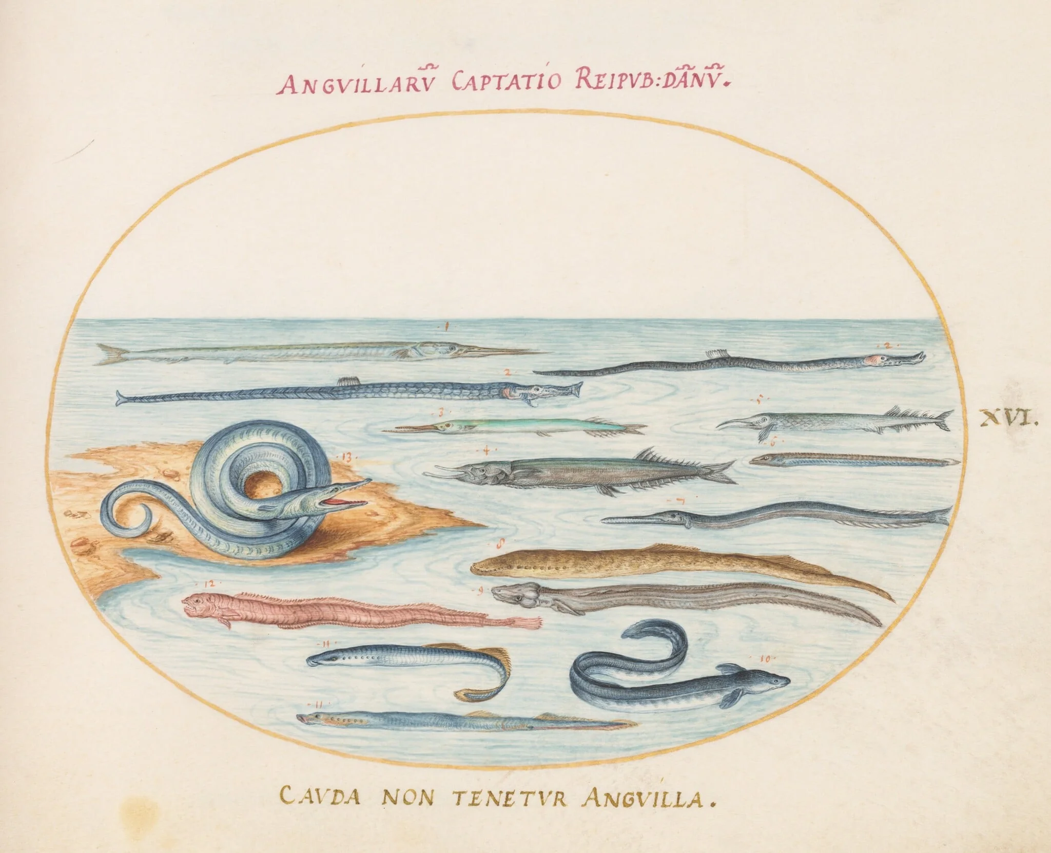 Plate 16: Eels, Pipefish, and Needlefish, by Joris Hoefnagel, gouache, 1594