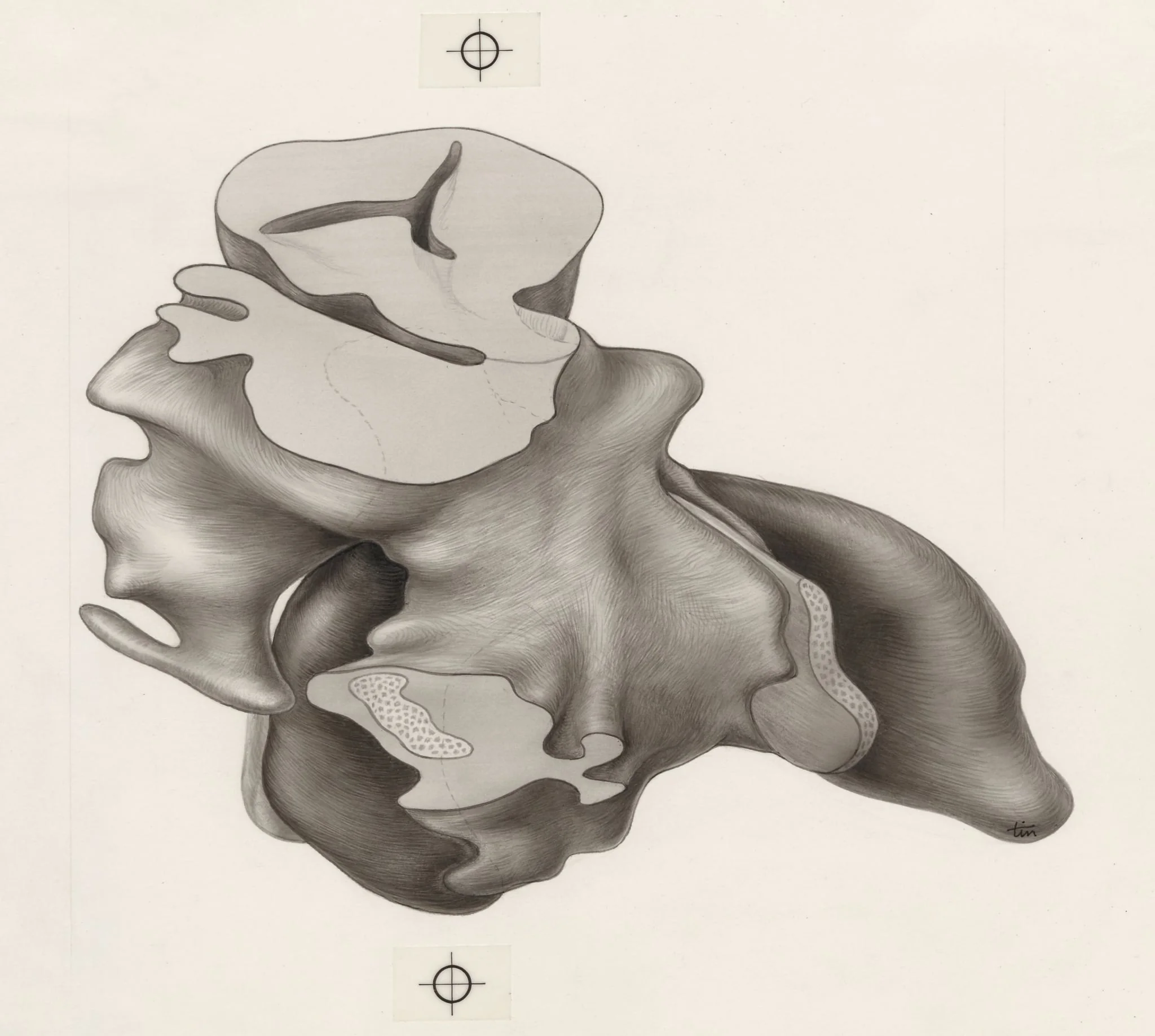 Tissue of the human embryo, by J Tinkelenberg, 1970
