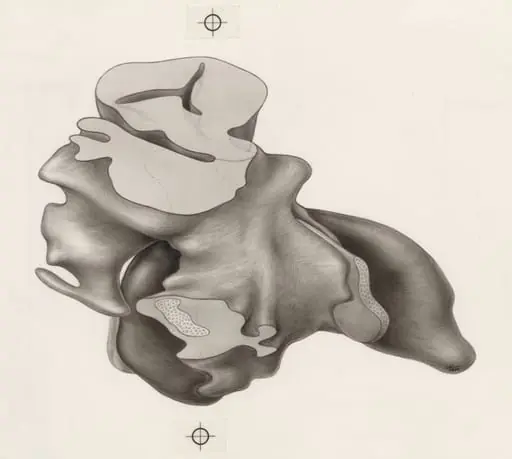 Tissue of the human embryo