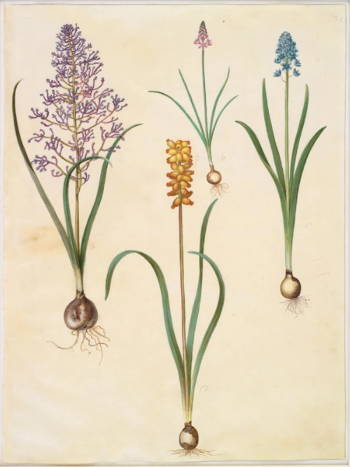 Muscari comosum (fjerhyacint); Scilla autumnalis (høst-skilla); Hyacinthoides italica (italiensk klokkeskilla); Muscari macrocarpum (gul perlehyacint), by Unknown, unspecified, 1654
