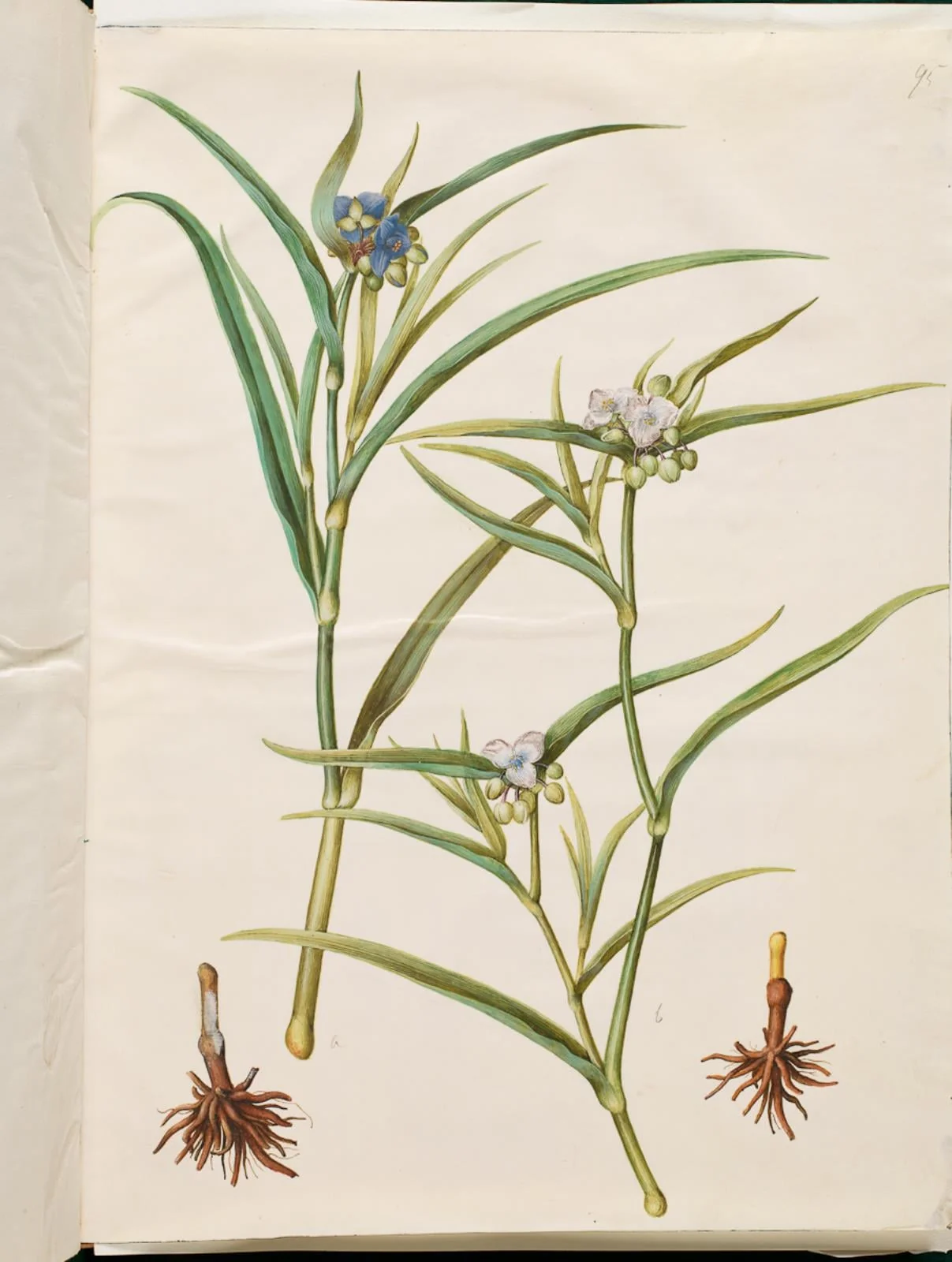 Tradescantia virginiana eller Tradescantia ohiensis (blomsterjøde eller ohio-blomsterjøde), by Unknown, unspecified, 1654