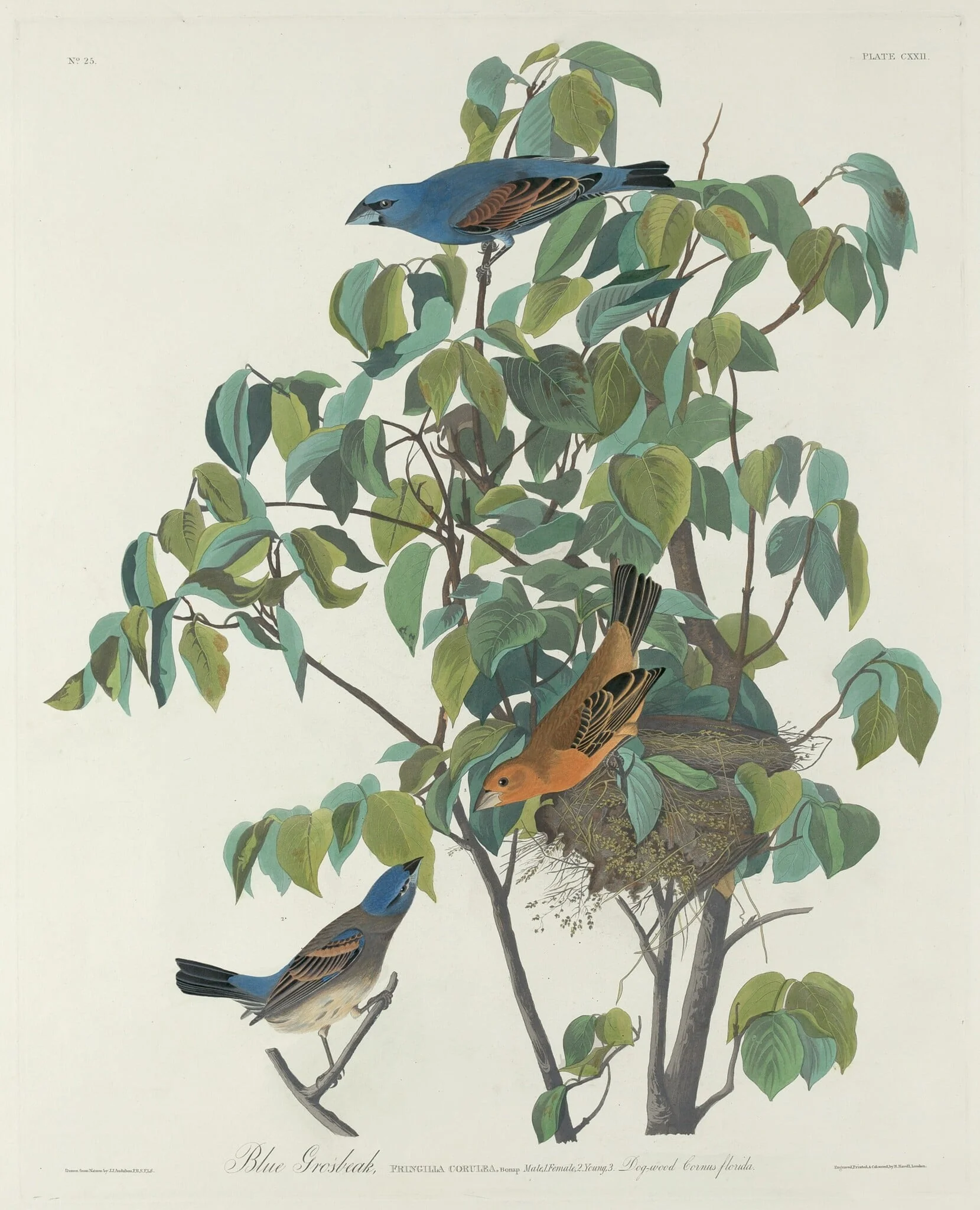 Blue Grosbeak, by Robert Havell Jr., ink, 1831