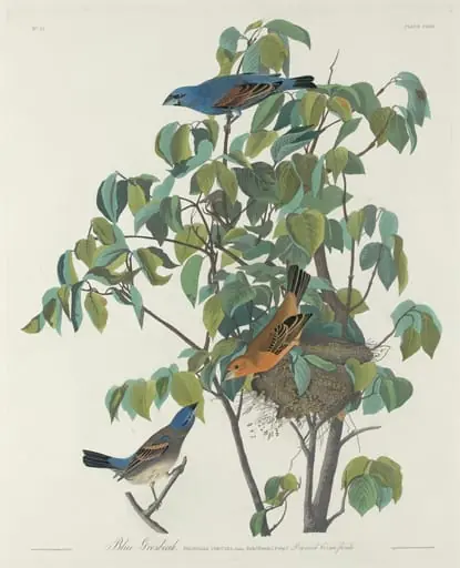 Blue Grosbeak