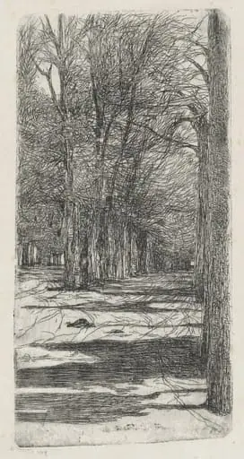 Path in Parco delle Cascine (Un viale interno delle Cascine)
