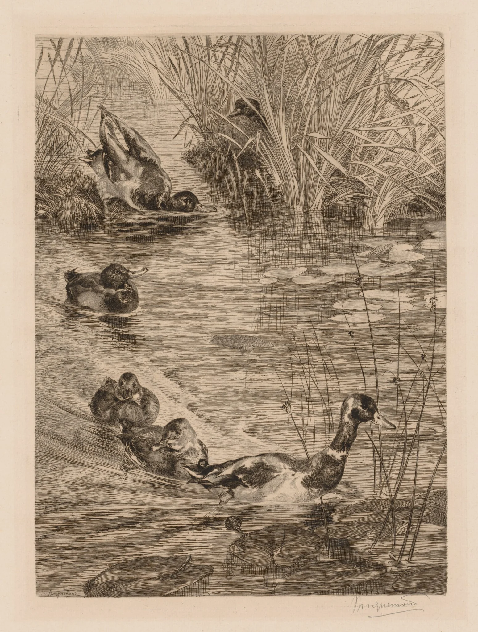 Ducks at play, by Félix Bracquemond, 1870