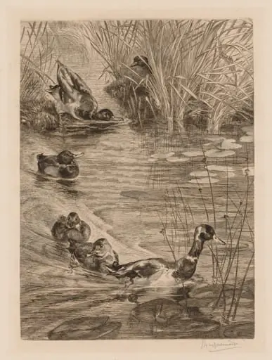 Ducks at play