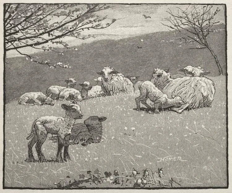 Spring Lamb, by Winslow Homer, 1880
