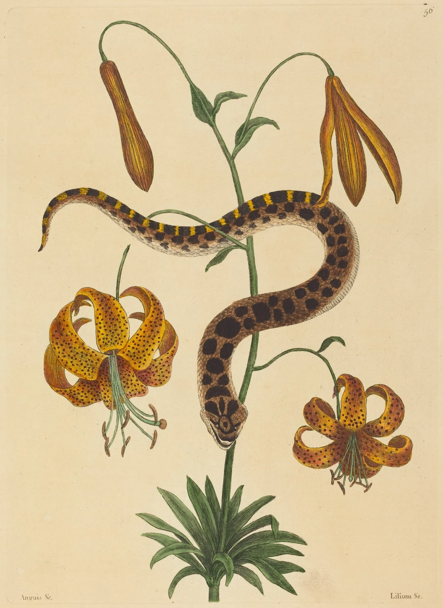 The Hog-nose Snake (Boa contortrix), by Mark Catesby, ink, 1737