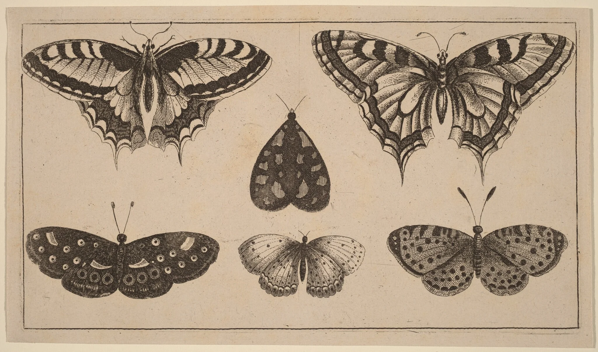 Five Butterflies and a Moth, by Wenceslaus Hollar, ink, 1648