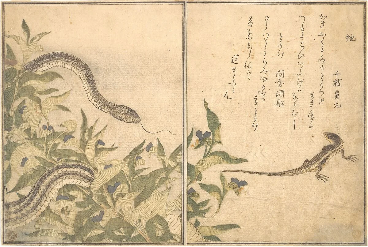 『画本虫撰』「虵」「とかけ」|Rat Snake (Hebi); Lizard or Skink (Tokage), from the Picture Book of Crawling Creatures (Ehon mushi erami), by Kitagawa Utamaro, ink, 1788