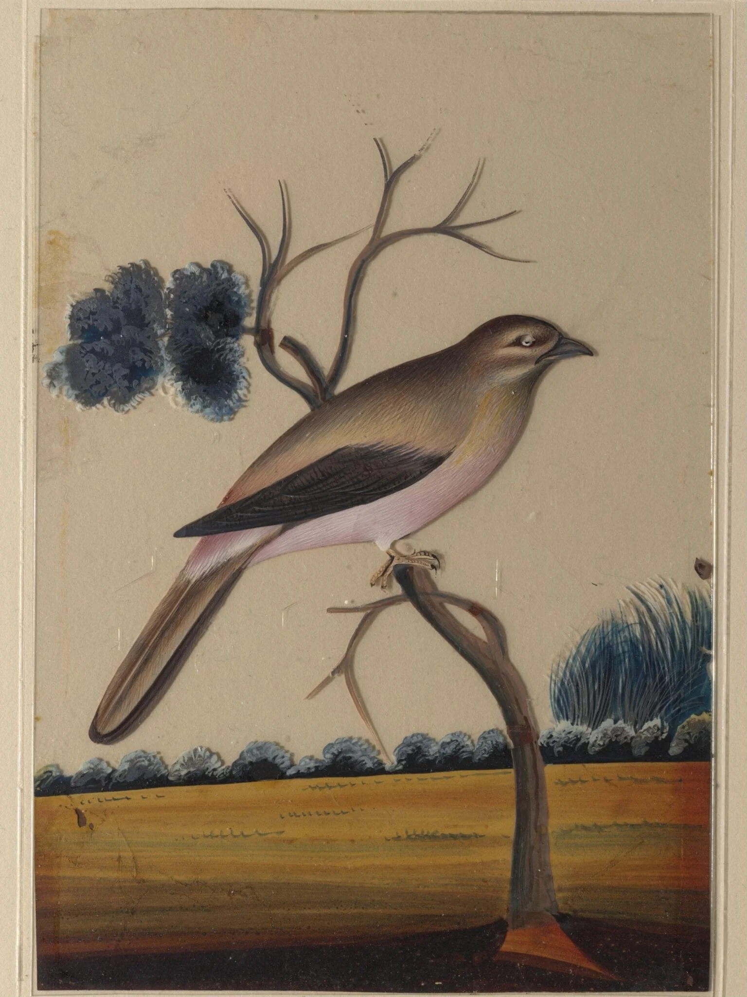 An unidentified bird
