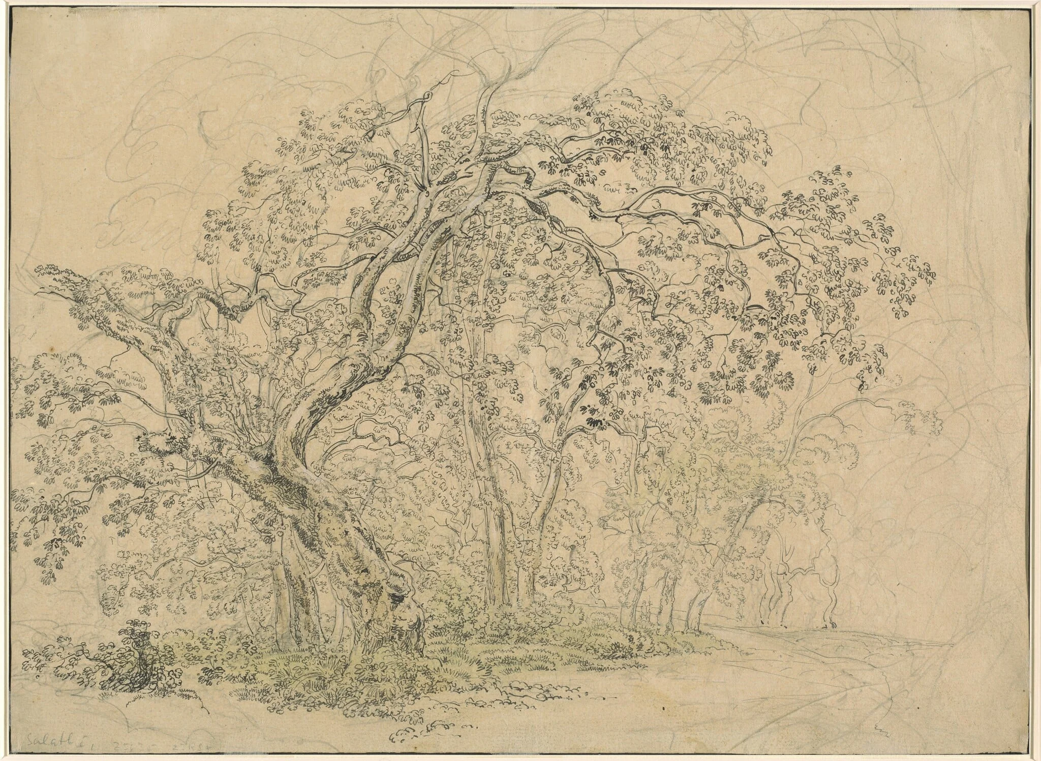 Grove of Trees [verso], by Friedrich Salathé, ink, 1835