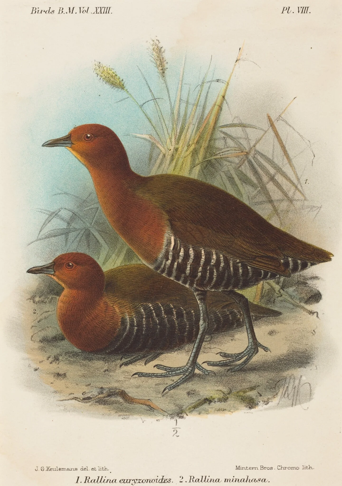 Birds of Philippines, by John Gerrard Keulemans, ink, 1840