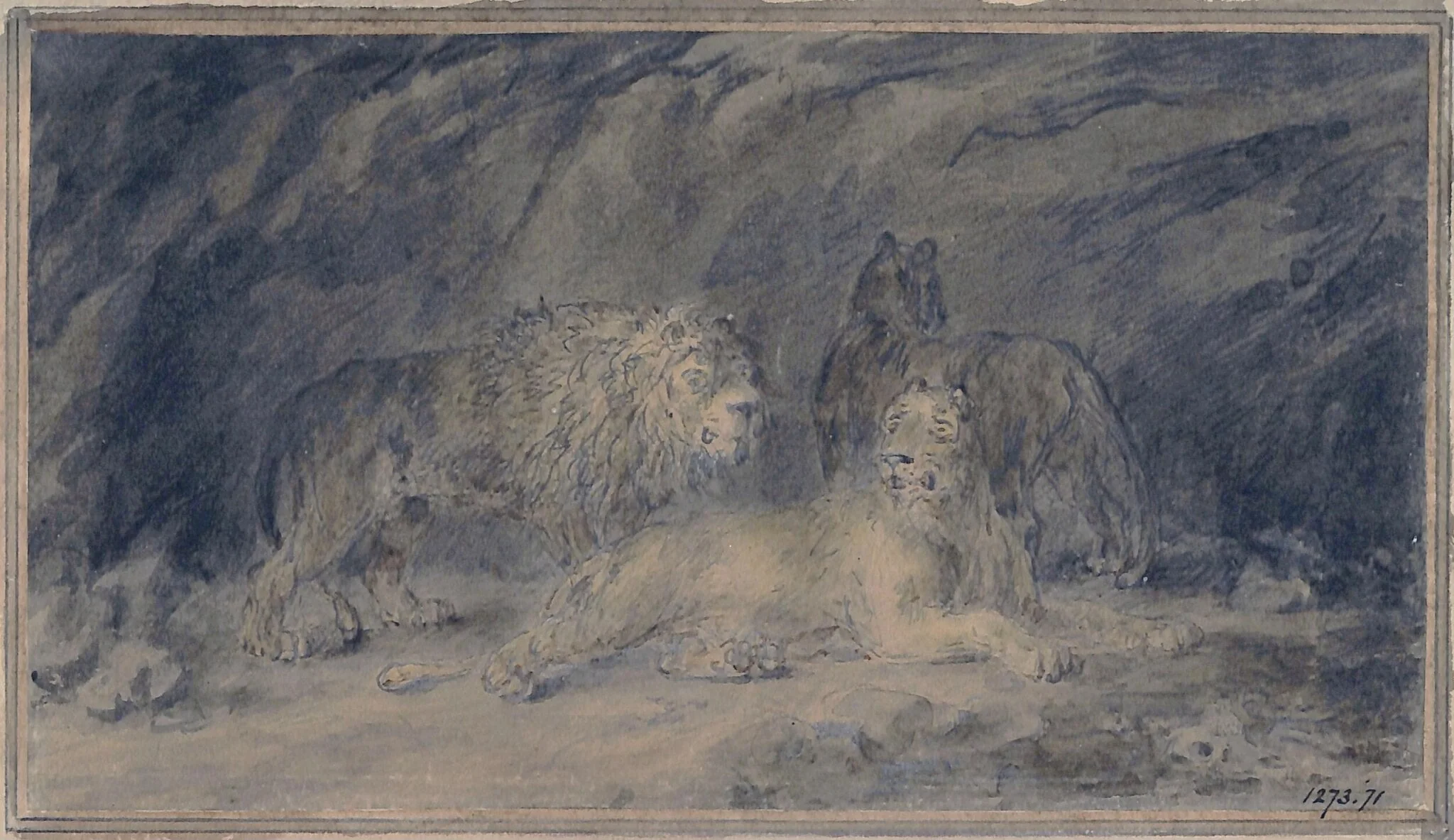 Lion and lionesses