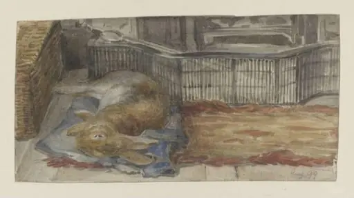 Peter Piper lying on his blue quilt by the fire