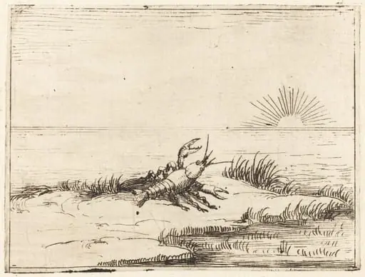 Crayfish Looking at the Sun