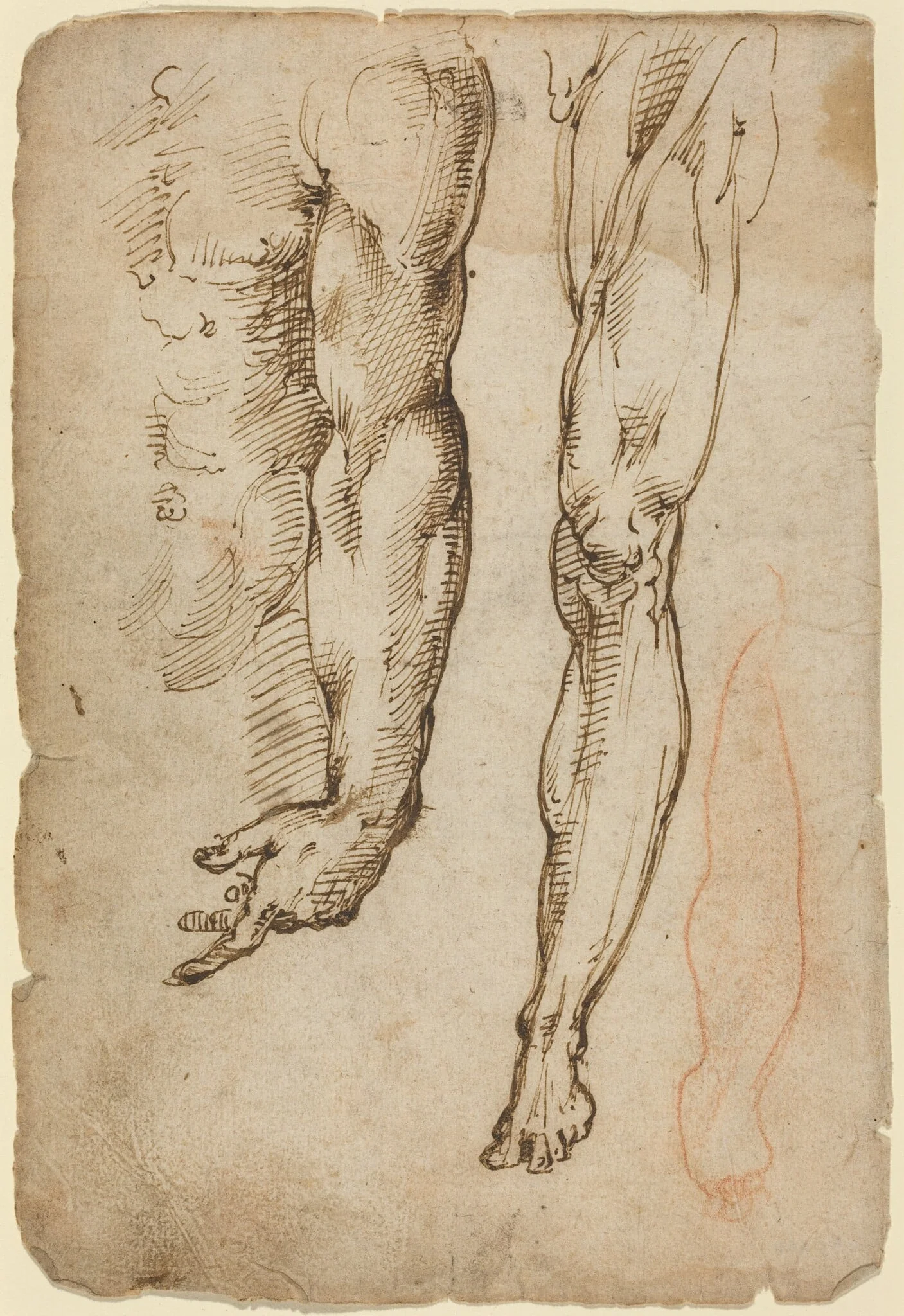 Anatomical Studies, by Domenico Beccafumi, ink, 1518