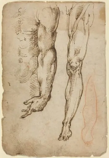 Anatomical Studies