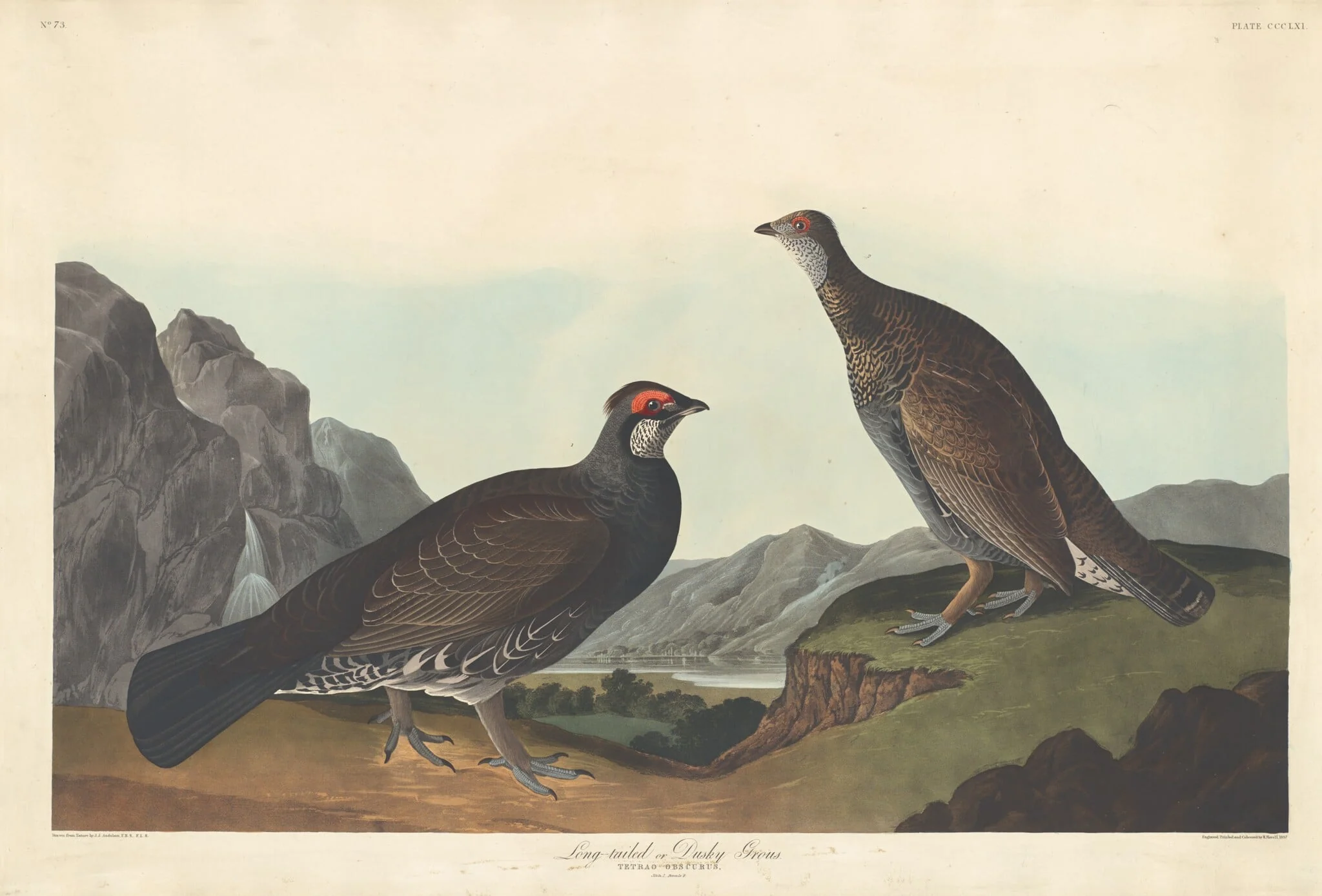 Long-tailed or Dusky Grous, by Robert Havell Jr., ink, 1837