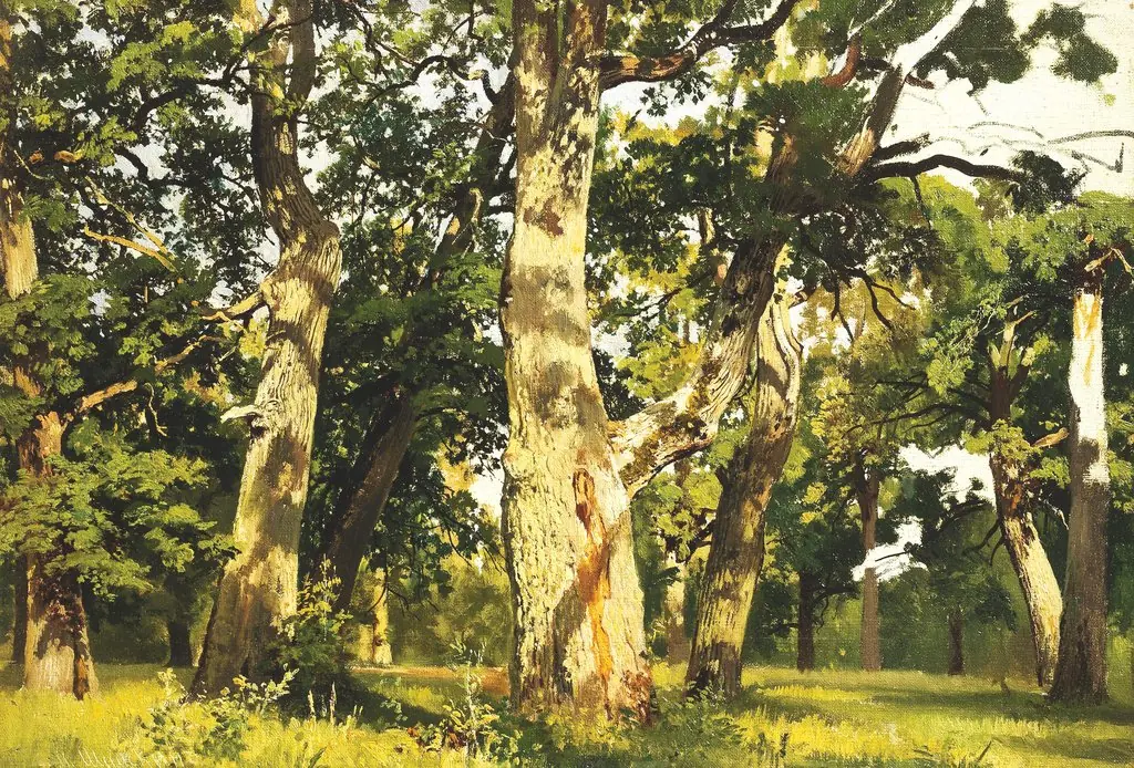 Oaks. Evening