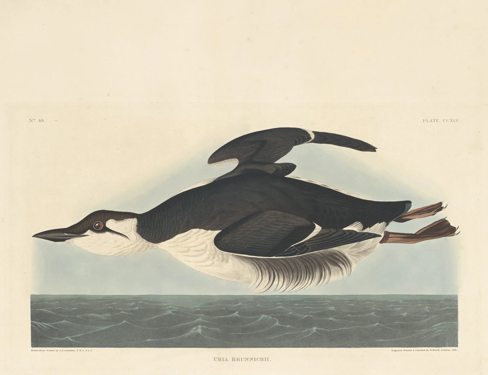Uria Brunnichii, by Robert Havell Jr., ink, 1835