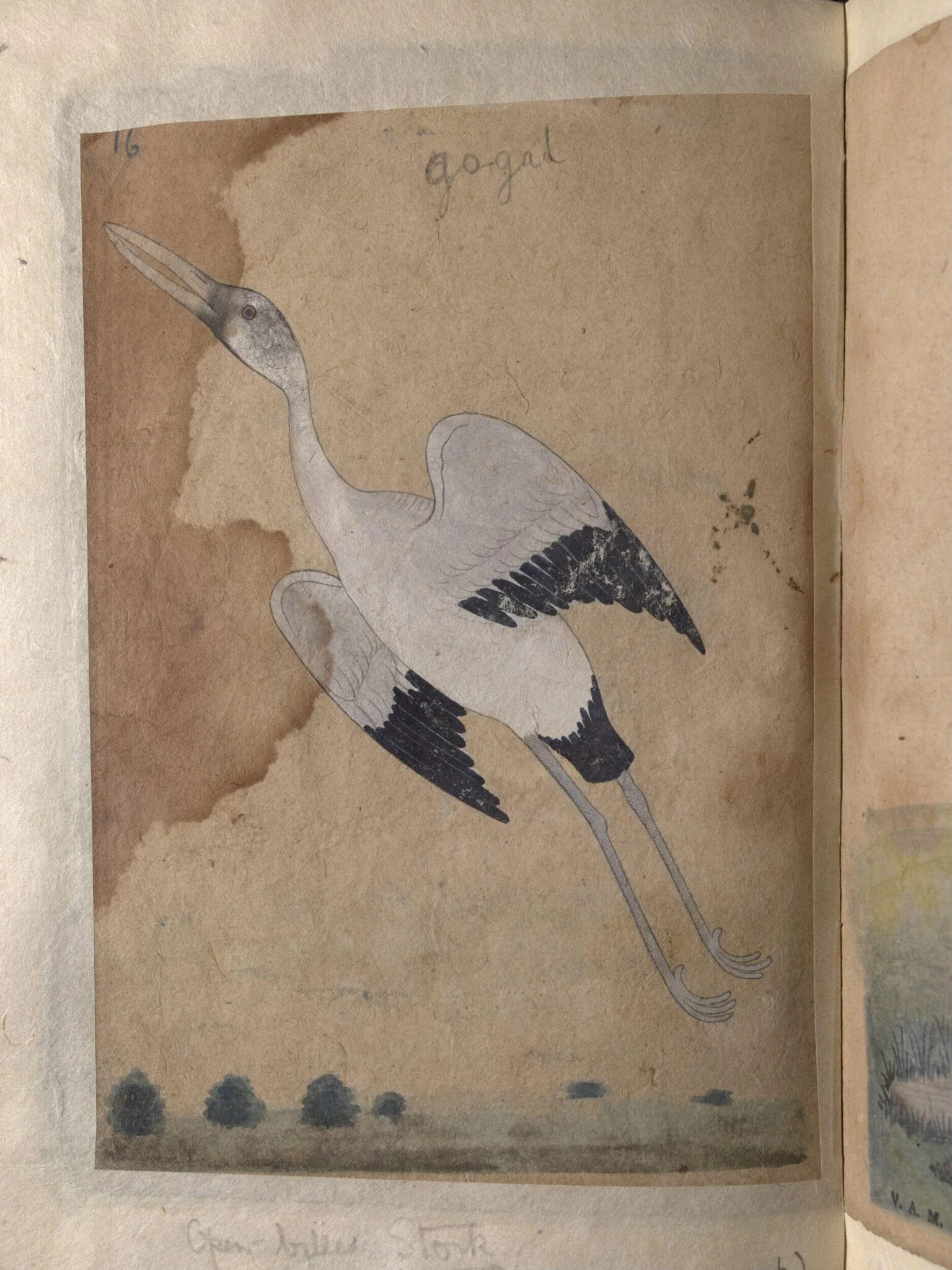 Depictions of a Spur-winged plover and Open-billed stork of Northern India,, by Unknown, paint, 1820