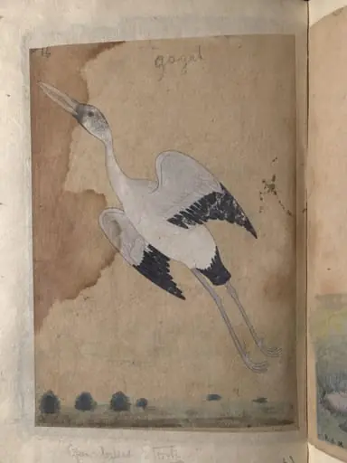 Depictions of a Spur-winged plover and Open-billed stork of Northern India,