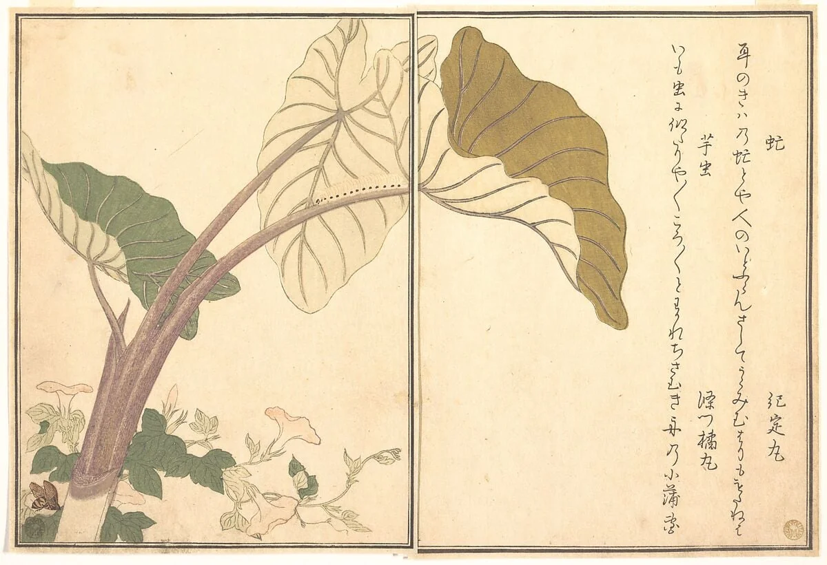 『画本虫撰』  「虻」「芋虫」|Horsefly (abu); Green Caterpillar, imomushi, from the Picture Book of Crawling Creatures (Ehon mushi erami), by Kitagawa Utamaro, ink, 1788