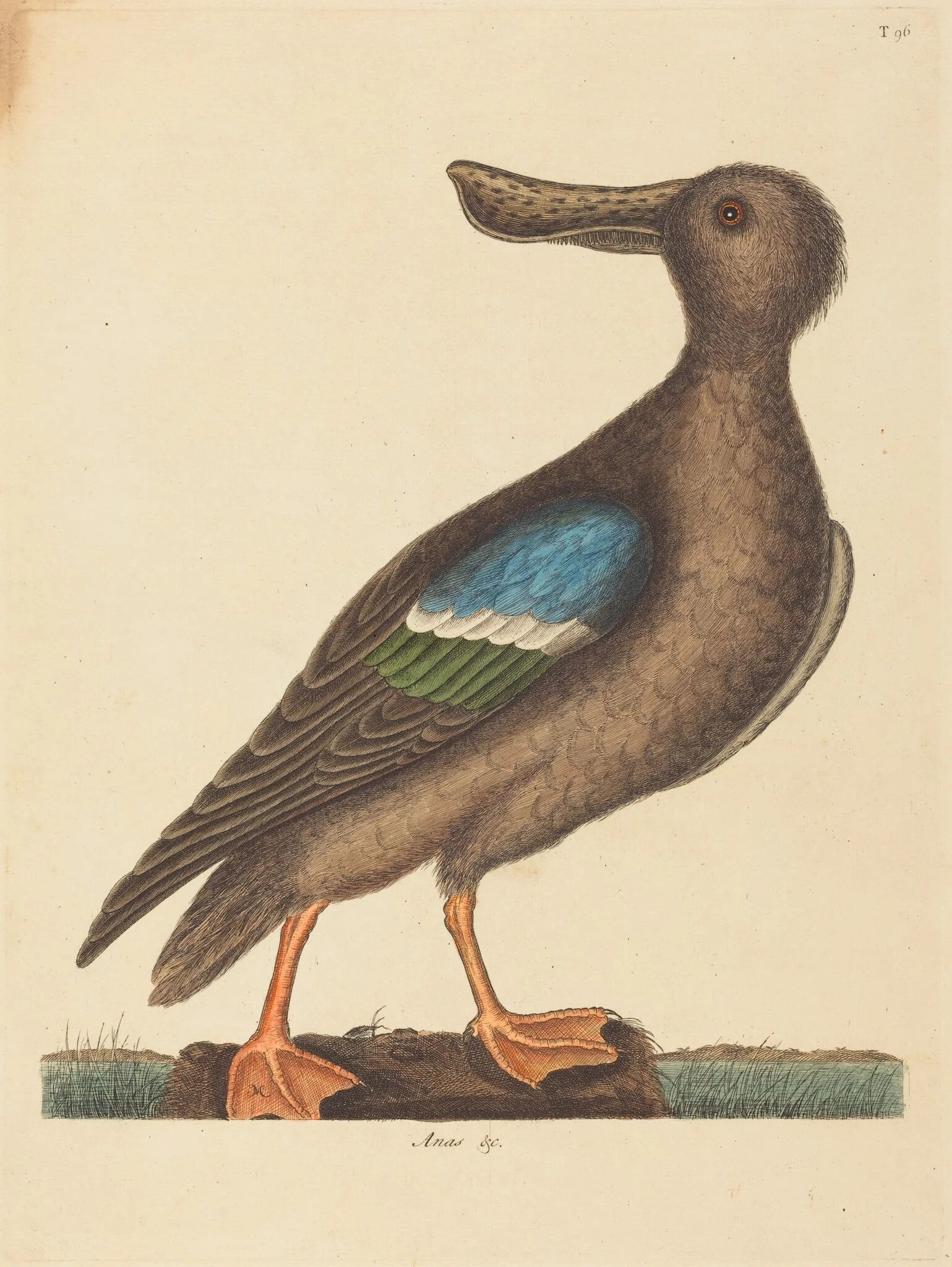 The Blue Winged Shoveler (Anas clypeata foemina), by Mark Catesby, ink, 1754