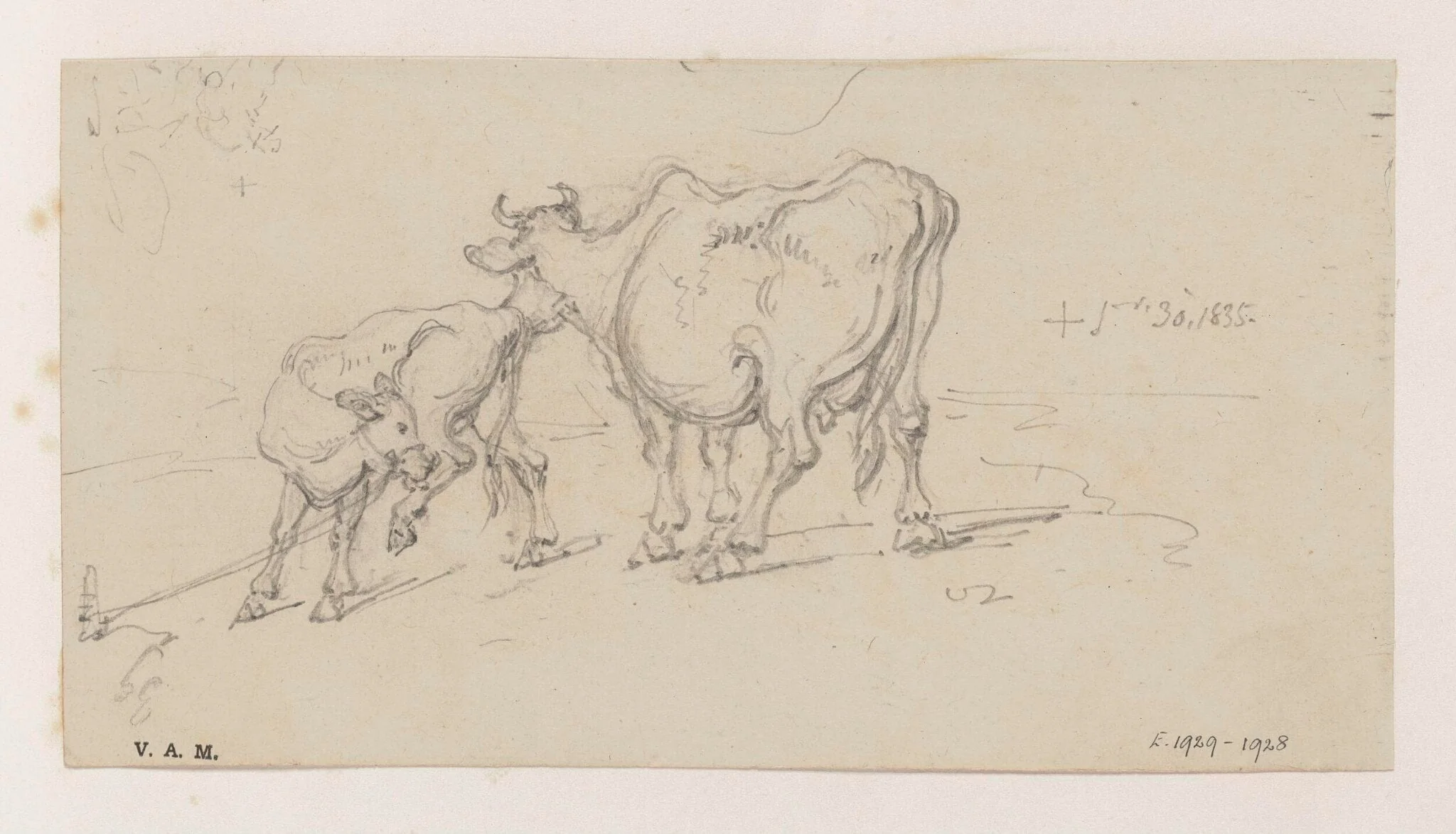 A cow and calf