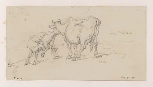 A cow and calf