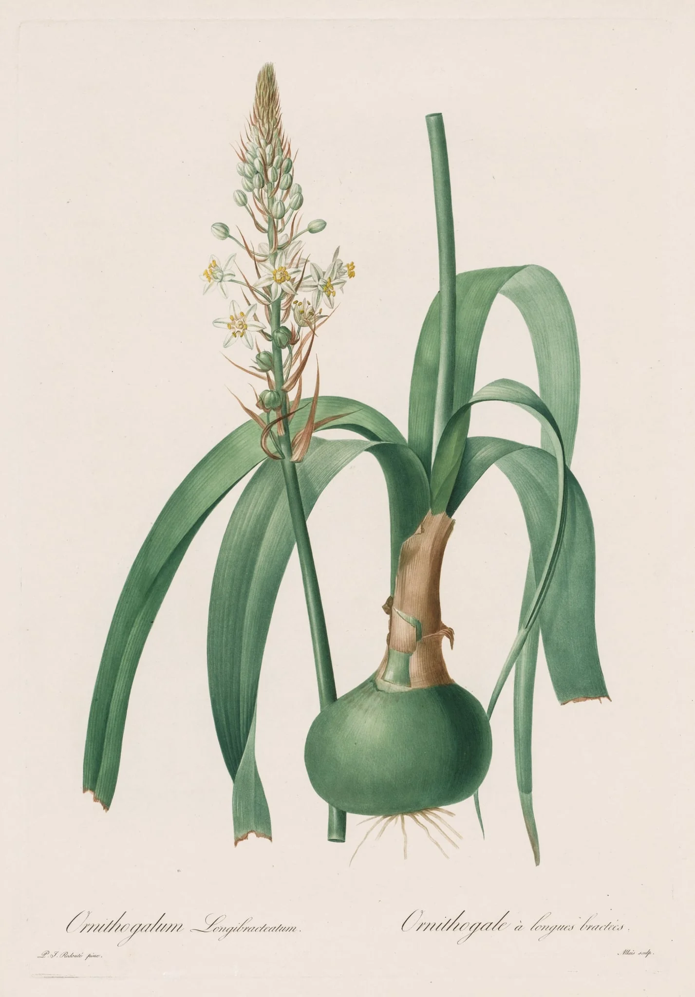 Les Liliacées:  Ornithogalum longibracteatum, by Pierre Joseph Redouté, 1809