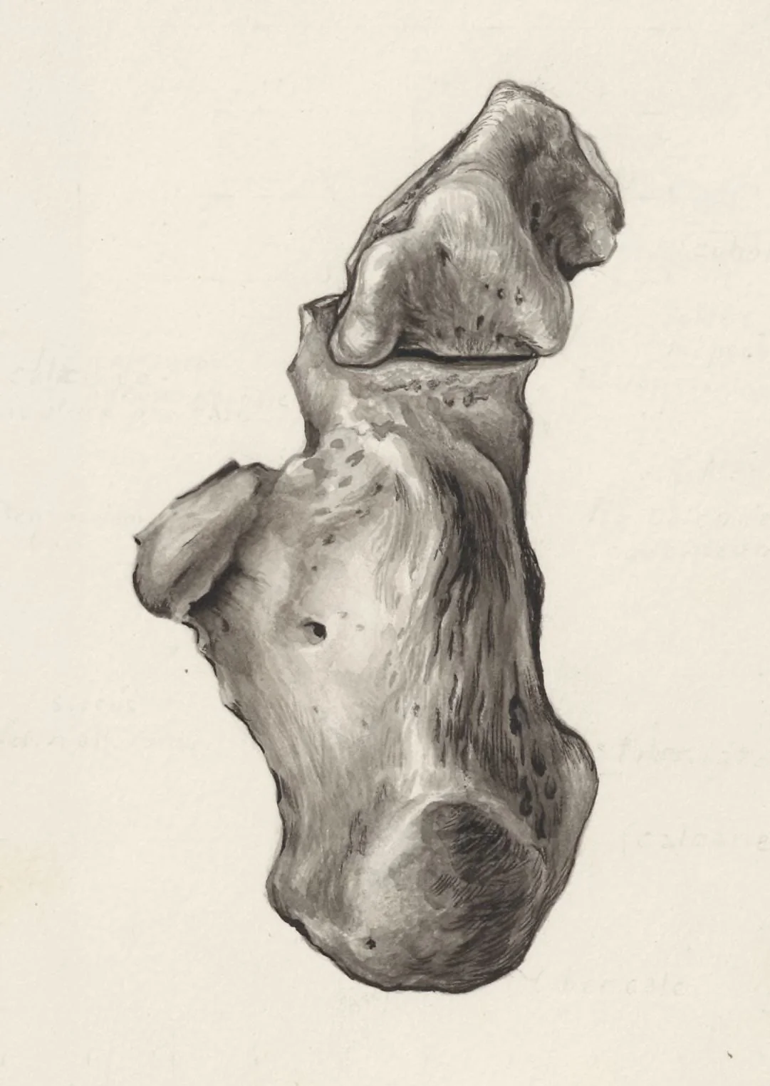 Musculoskeletal system of the foot, by J Tinkelenberg, 1960