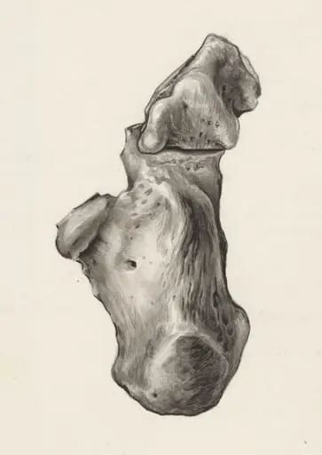 Musculoskeletal system of the foot